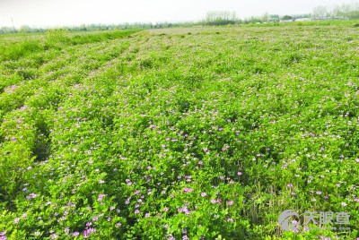 陈小建,南京农业大学原标题"南京好大米"日益飘香 种植绿肥紫云英