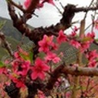 五华县潭下镇人民政府