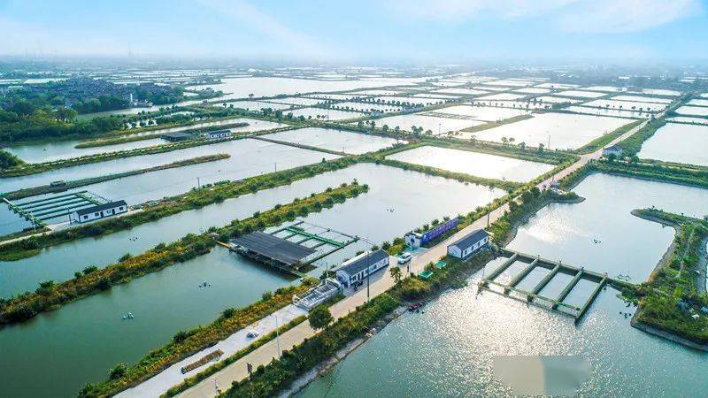 桐乡淡水鱼养殖：传统与创新交融