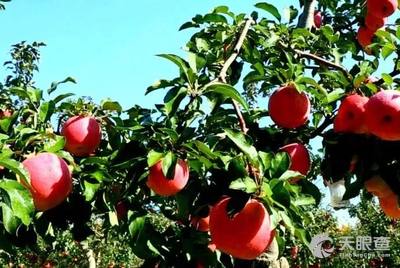 苹果的种植 5fc19a69df57913df6f276a5a0e4fbed1984906d_5a15b779c90c9900a602e098b27e2c58b215bdae.jpg@!w_400x268