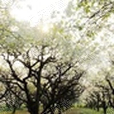 泗阳县爱园镇人民政府